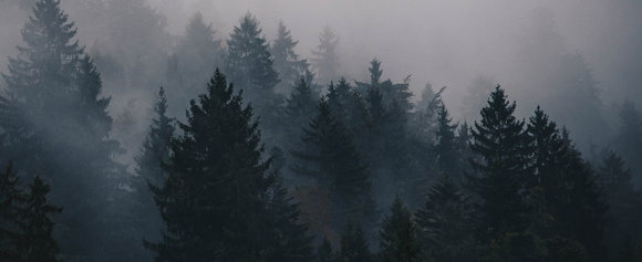 Headerbanner: Foto eines dunklen Waldes