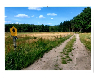 Fotografie einer Landschaft, links ein Feld, rechts ein Wald, mittig ein Weg