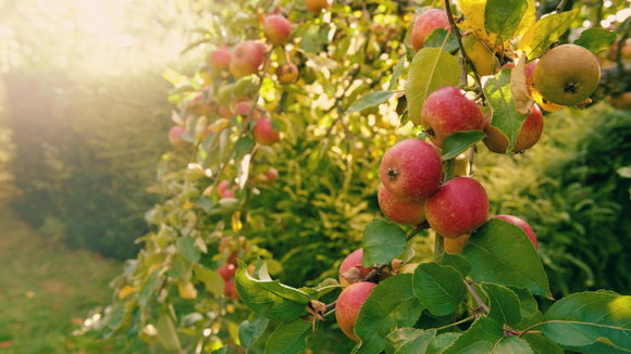 Der Geschmack des Herbstes: Saisonaler Apfelgenuss