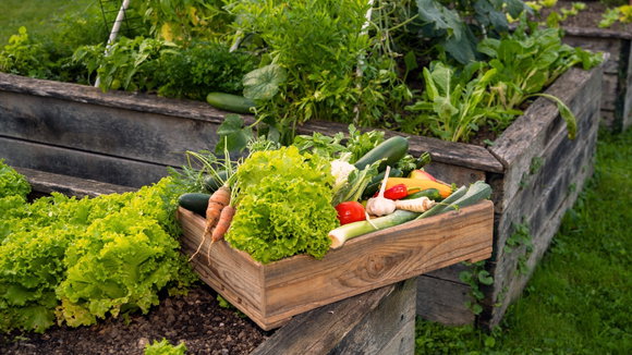 Vom Garten in die Küche - Kreative Rezepte für die Herbsternte