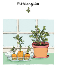 Illustration, wie man kleine Möhren mit Hilfe der von Möhren neues Möhrengrün züchten kann