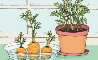 Illustration, wie man kleine Möhren mit Hilfe der von Möhren neues Möhrengrün züchten kann