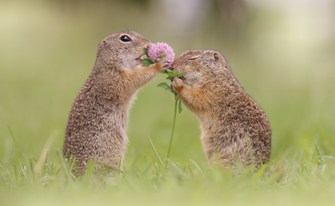 Zwei mit Blume von Julian Rad