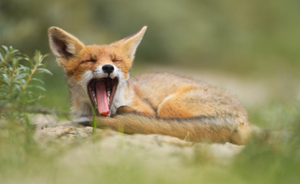 Fuchs von Julian Rad