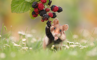 Hamster von Julian Rad