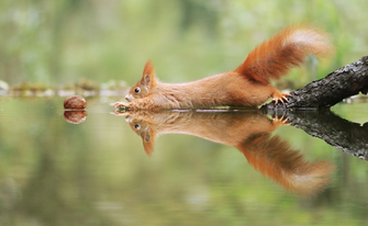 Eichhörnchen von Julian Rad