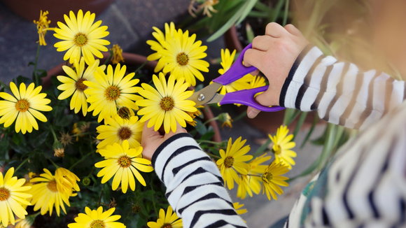 Kleine Tipps & Tricks für die Pflanzensaison im Garten und auf dem Balkon