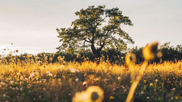 Eine spätsommerliche Szenerie im Wald mit einem großen Baum im Hintergrund, im Vordergrund ein Blumenfeld. alles ist in goldenes Licht getaucht