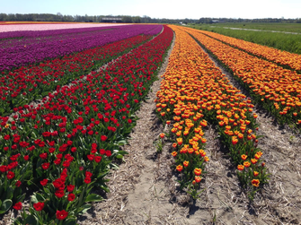 Tulpenfeld