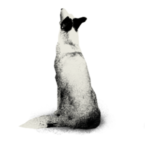 leo_hund.png