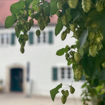 hopfen.jpeg