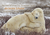 Zusatzmaterial PA 978 3 629 01093 3 innen 011 von 365 mal tierisch gut drauf! von Claus Schmidt c/o Animal Press