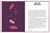 Zusatzmaterial PA 978 3 8485 0094 9 innen 08 von Waage: Ein edles Geschenkbuch über die Kraft der Astrologie von Stella Andromeda