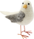 Produktbild von Küstenschätzchen, Möwe