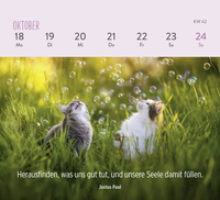 Zusatzmaterial PA 4036442014301 innen 016 von Mini-Wochenkalender 2027: Für Katzenfreunde