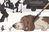Zusatzmaterial PA 978 3 7373 7596 2 innen 002 von The City Mouse and the Country Mouse von Kathrin Schärer