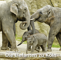 Buchcover von Elefanten zu Köln von Christiane Rath