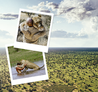 Zusatzmaterial U3 978 3 499 00780 4 von Löwenland: Mein Leben für Afrikas letzte Wildnis von Valentin Grüner