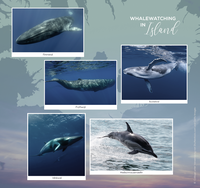 Zusatzmaterial U3 978 3 499 00664 7 von The Sea in your Heart von Kira Mohn